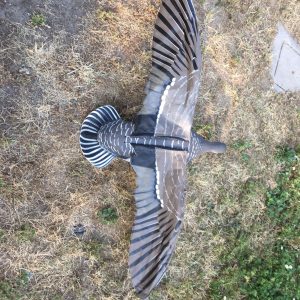 Oca Selvatica LVS-SIL con ali battenti elettronicamente 1 pezzo