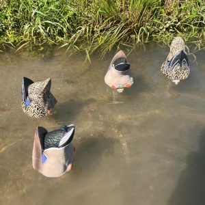 Germano  pastura a fondo Butt Up box4pz. 2M.+2F.