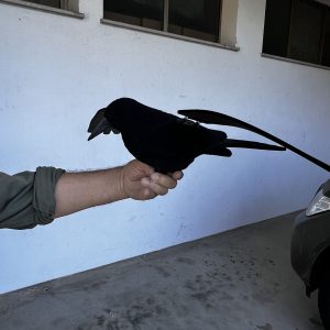 CORVO ALI APERTE LVS FLOCCATO