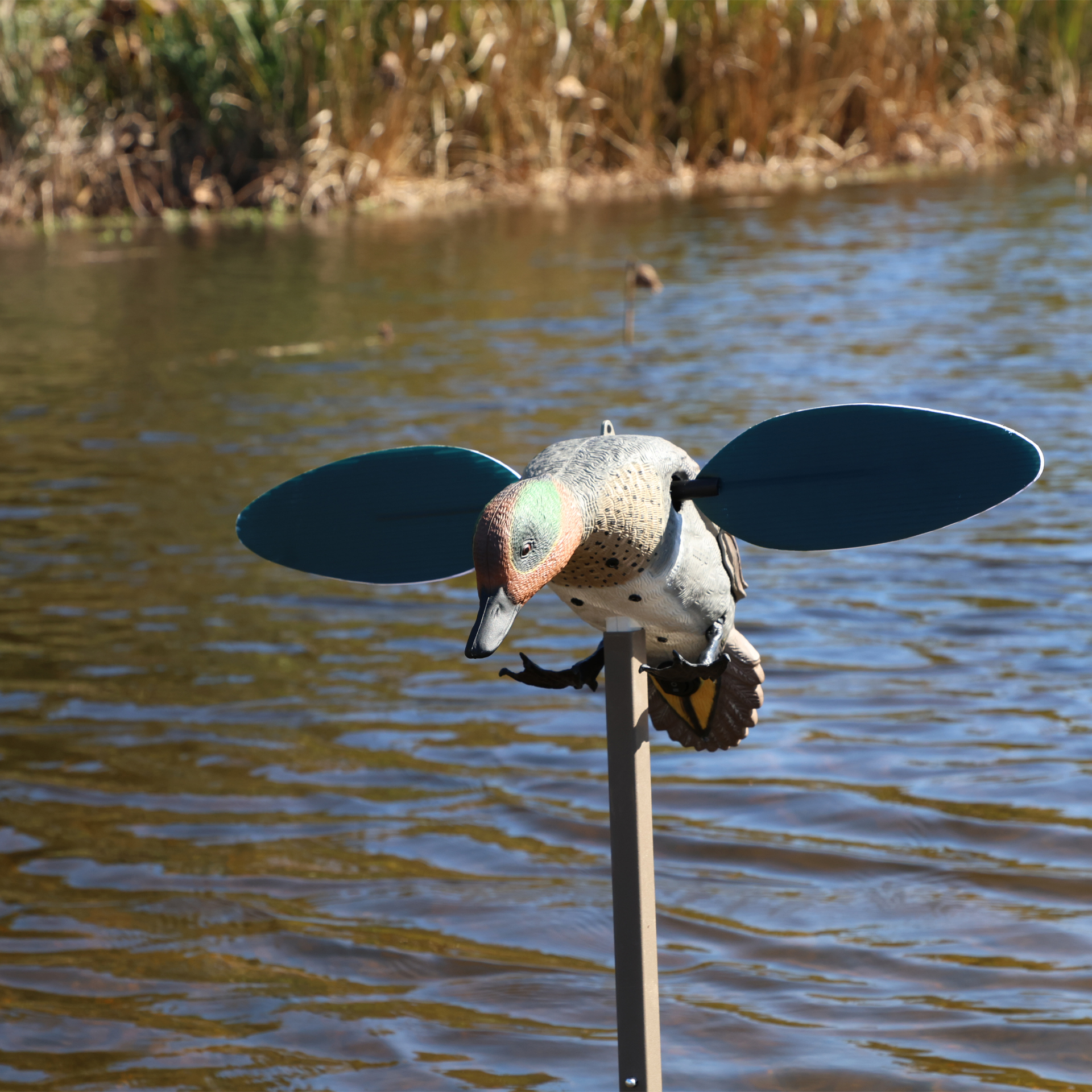MOJO GREEN WING - immagine 6